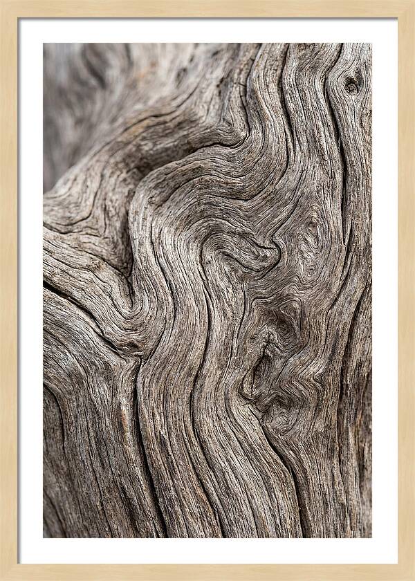 Driftwood Grain Patterns