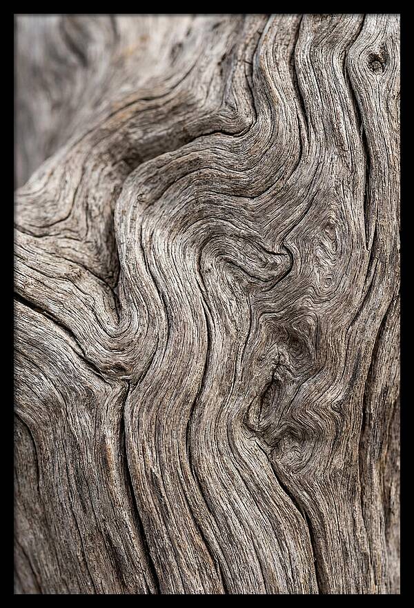 Driftwood Grain Patterns