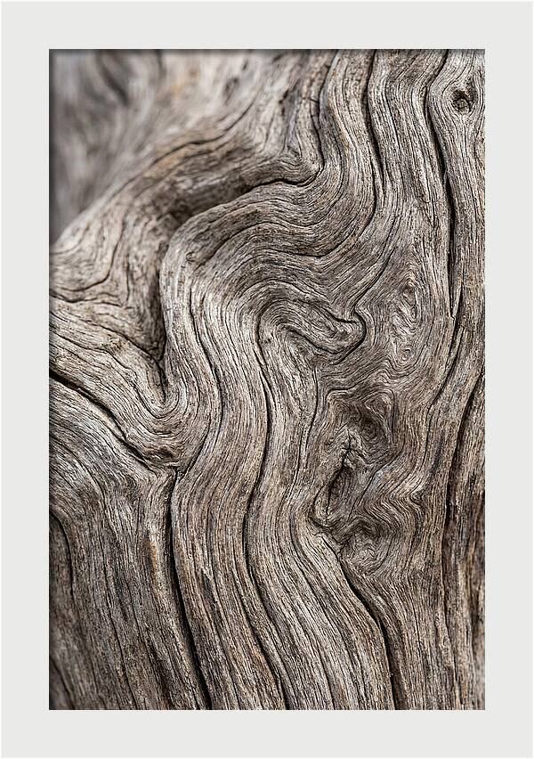 Driftwood Grain Patterns