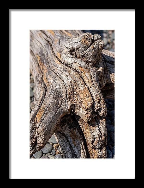 Driftwood Texture And Form