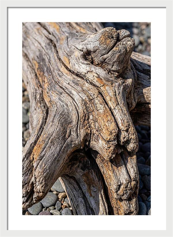 Driftwood Texture And Form
