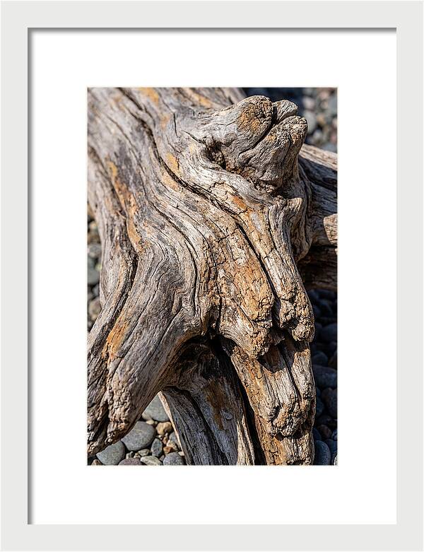 Driftwood Texture And Form