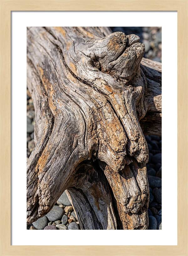 Driftwood Texture And Form