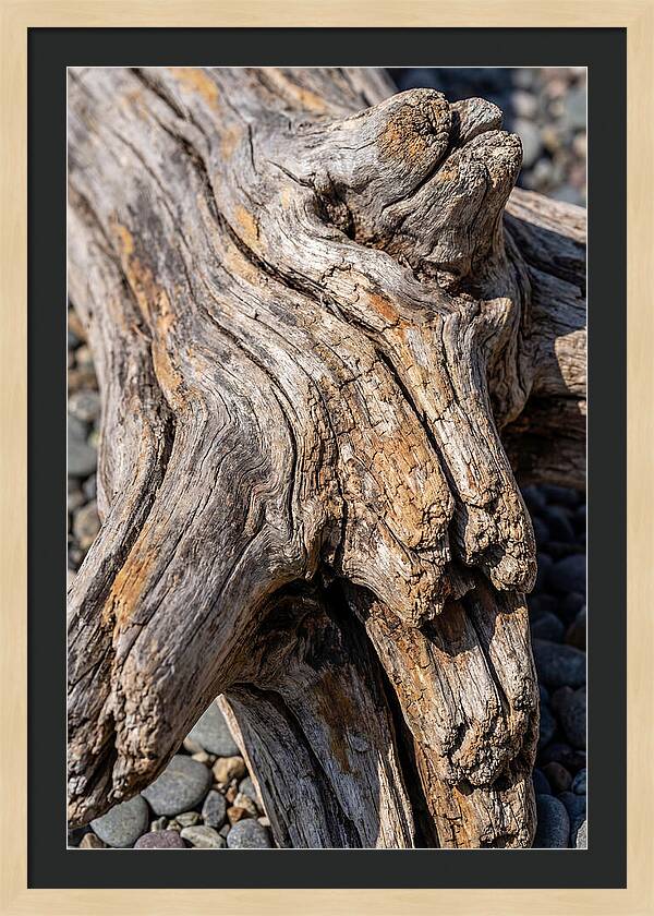 Driftwood Texture And Form