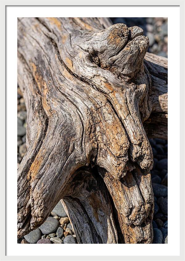 Driftwood Texture And Form