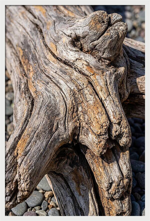 Driftwood Texture And Form