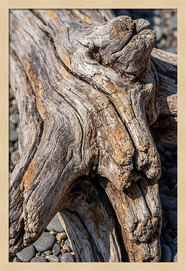 Driftwood Texture And Form