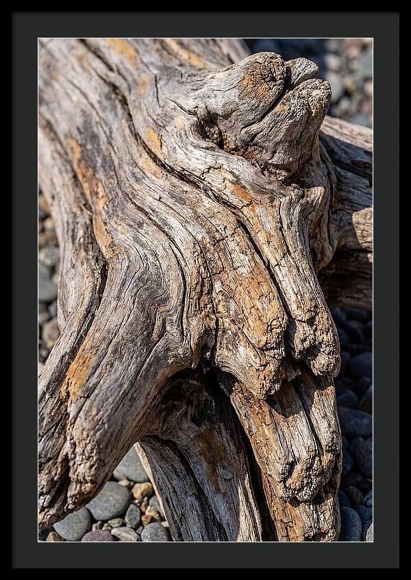 Driftwood Texture And Form
