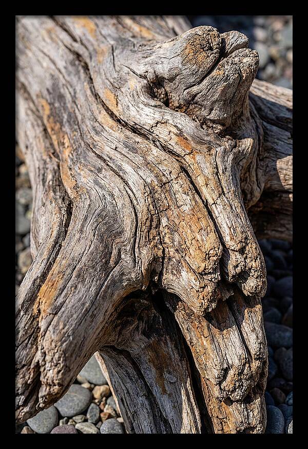 Driftwood Texture And Form