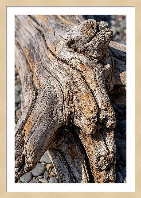 Driftwood Texture And Form