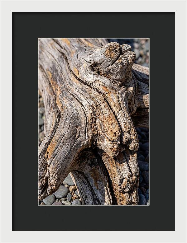Driftwood Texture And Form