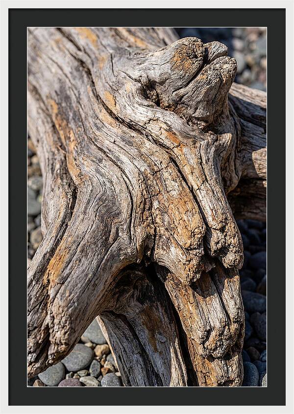 Driftwood Texture And Form