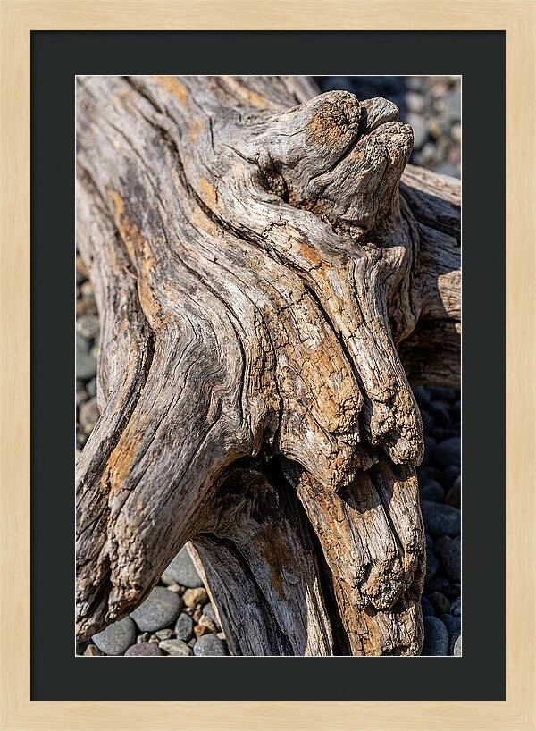 Driftwood Texture And Form