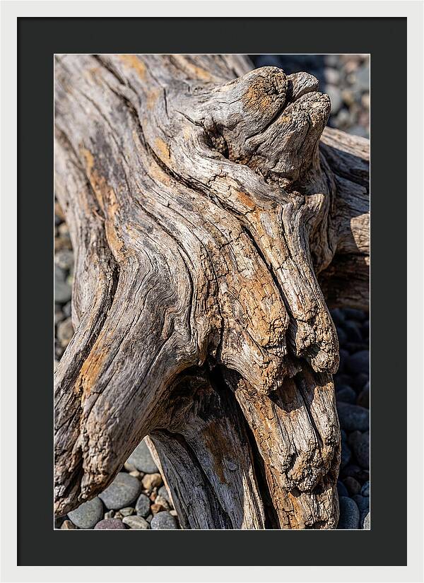 Driftwood Texture And Form