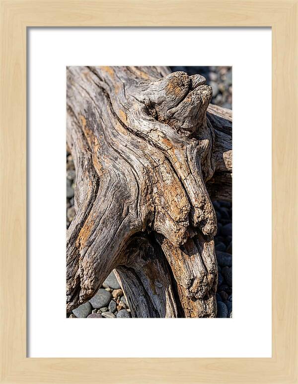 Driftwood Texture And Form