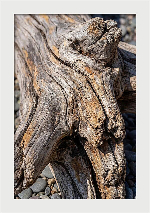 Driftwood Texture And Form