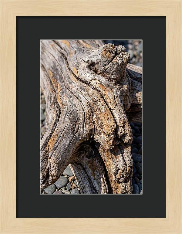 Driftwood Texture And Form