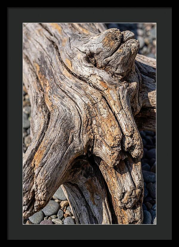 Driftwood Texture And Form