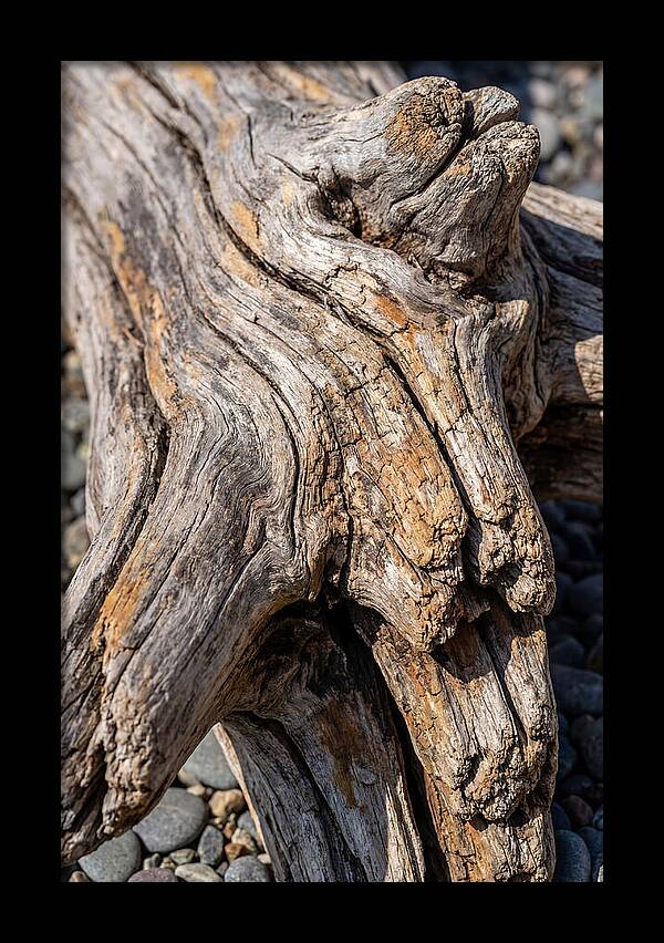 Driftwood Texture And Form