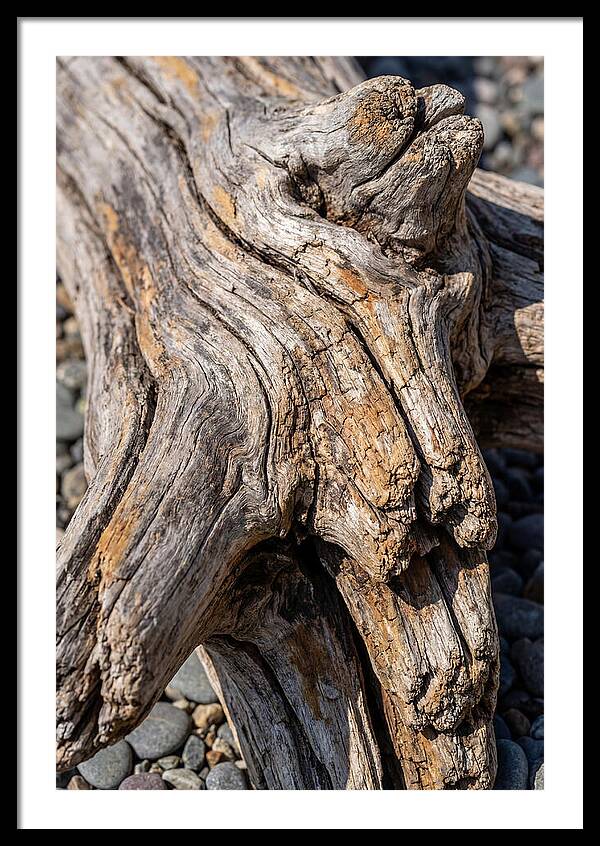 Driftwood Texture And Form