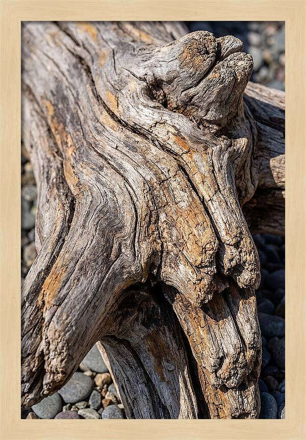 Driftwood Texture And Form