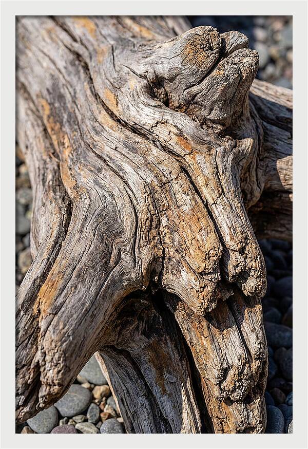 Driftwood Texture And Form