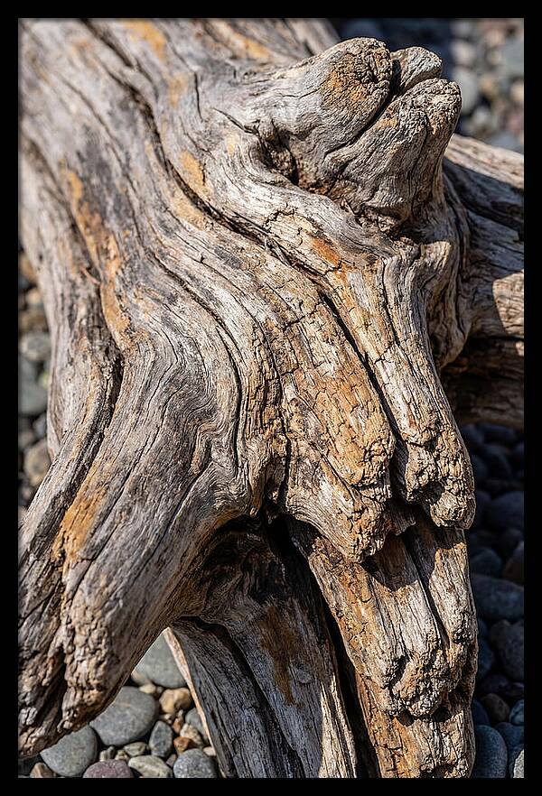 Driftwood Texture And Form