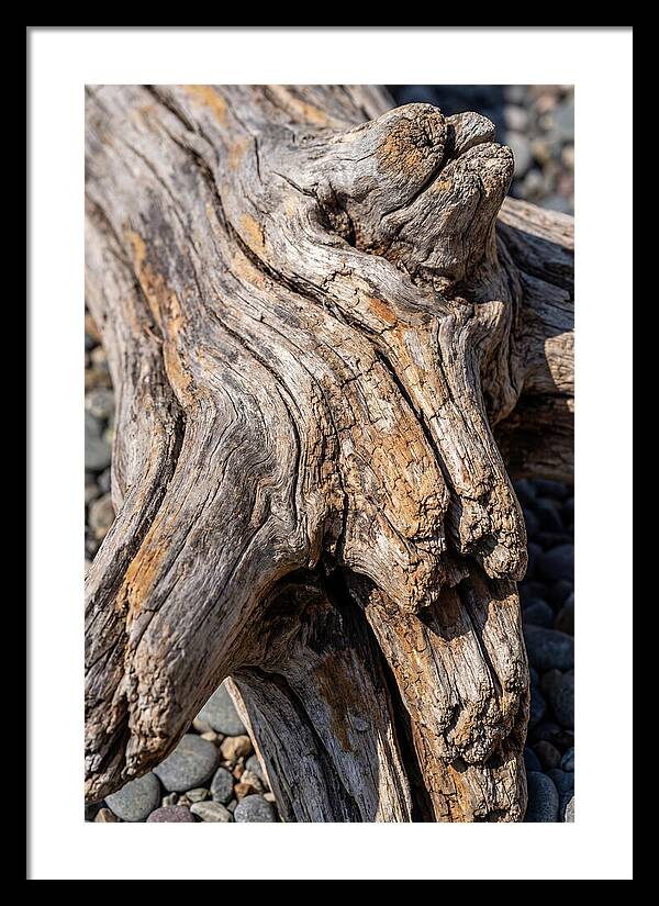 Driftwood Texture And Form