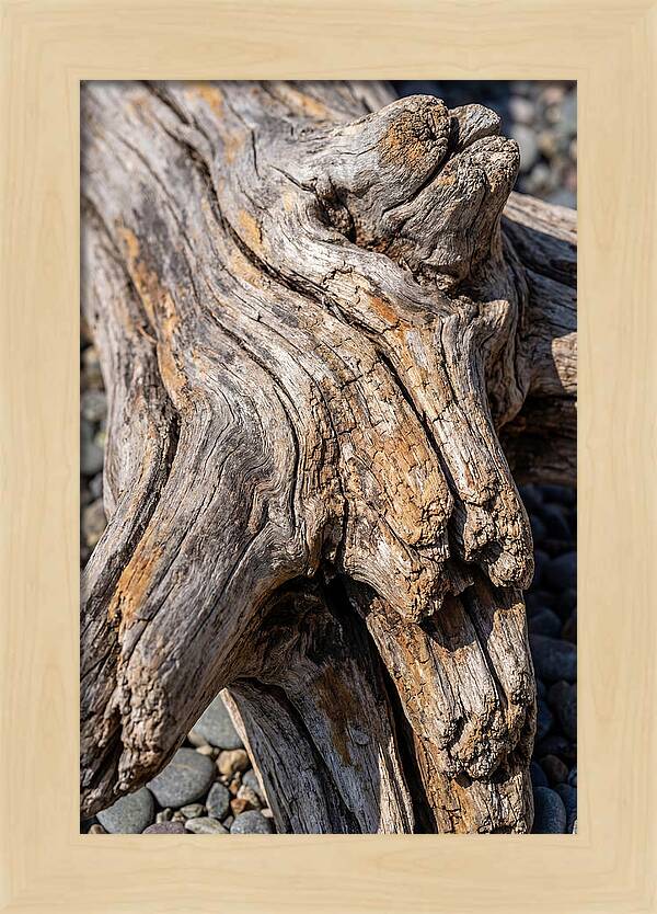 Driftwood Texture And Form