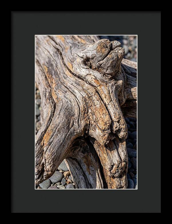 Driftwood Texture And Form