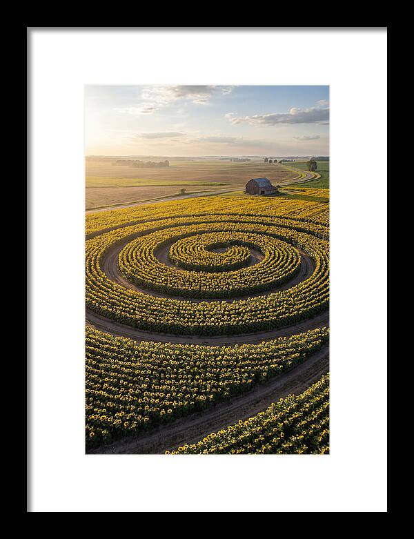 Drone Sunflower Spiral Maze