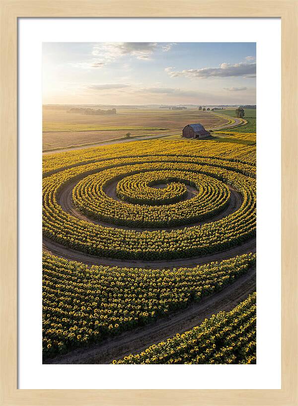 Drone Sunflower Spiral Maze