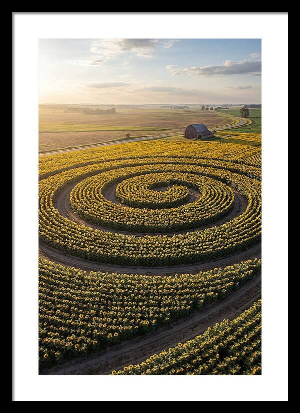 Drone Sunflower Spiral Maze