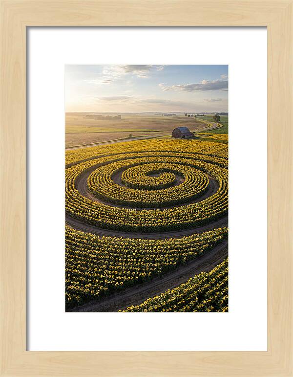 Drone Sunflower Spiral Maze