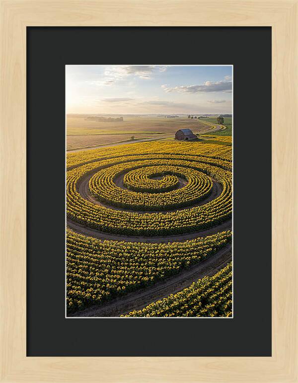 Drone Sunflower Spiral Maze