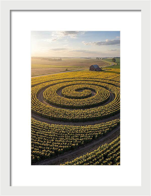 Drone Sunflower Spiral Maze