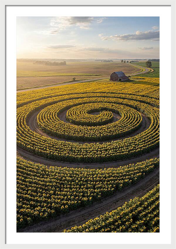 Drone Sunflower Spiral Maze