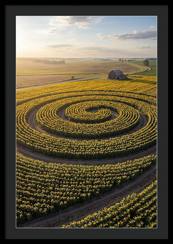 Drone Sunflower Spiral Maze
