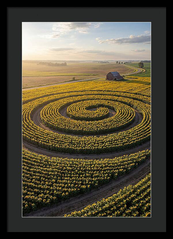 Drone Sunflower Spiral Maze