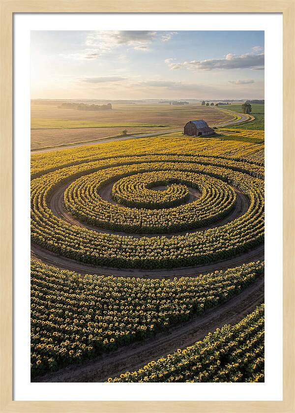 Drone Sunflower Spiral Maze