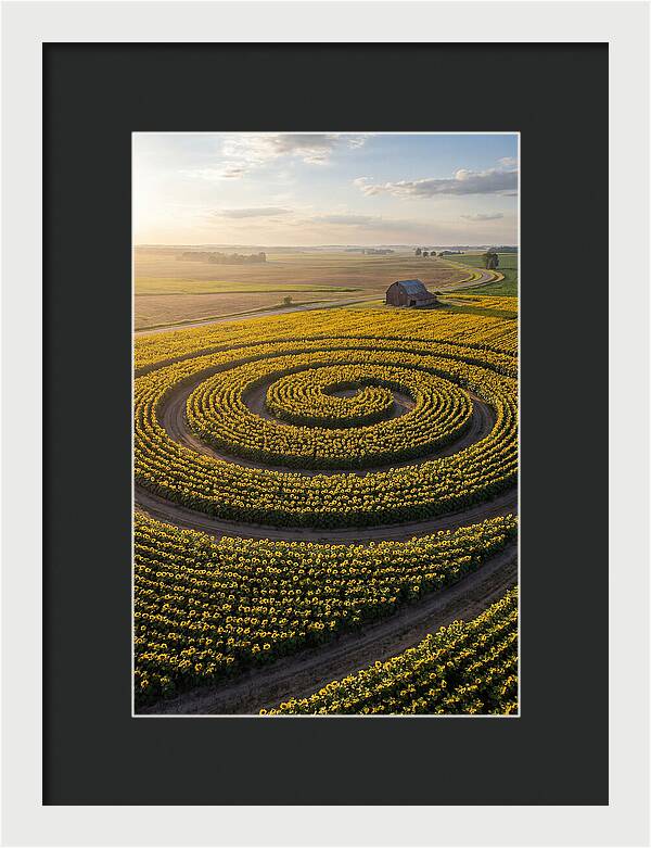 Drone Sunflower Spiral Maze