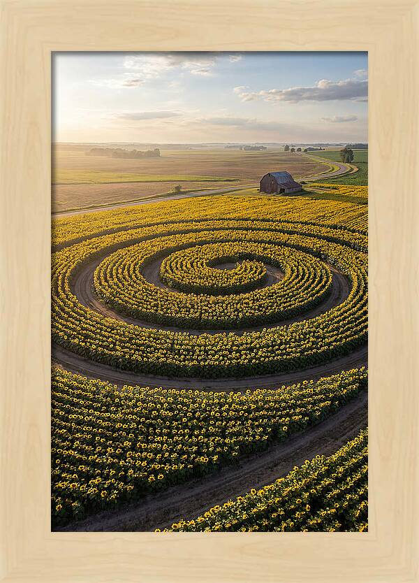 Drone Sunflower Spiral Maze
