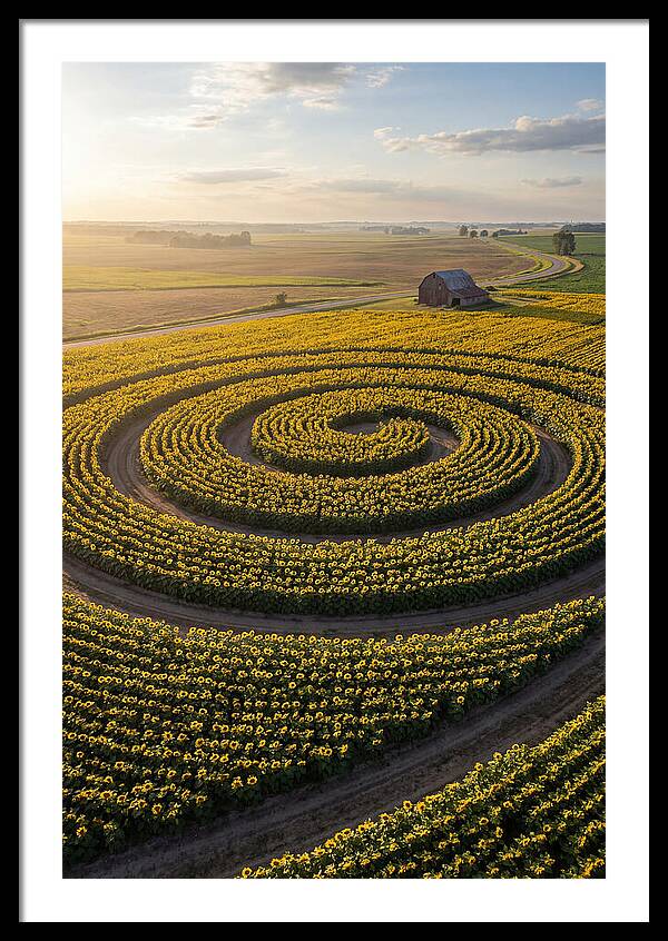 Sunflower Art