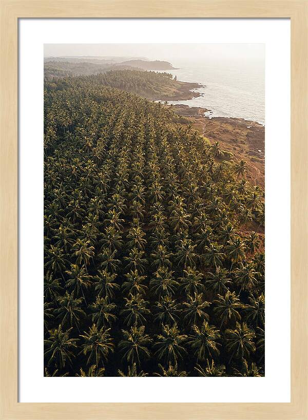 Drone View Of Lush Coconut Grove