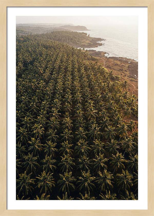 Drone View Of Lush Coconut Grove