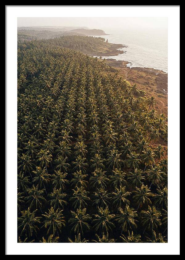Drone View Of Lush Coconut Grove