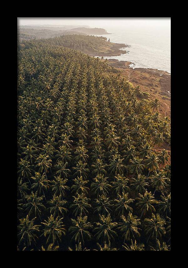 Drone View Of Lush Coconut Grove