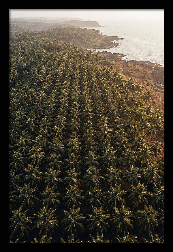 Drone View Of Lush Coconut Grove