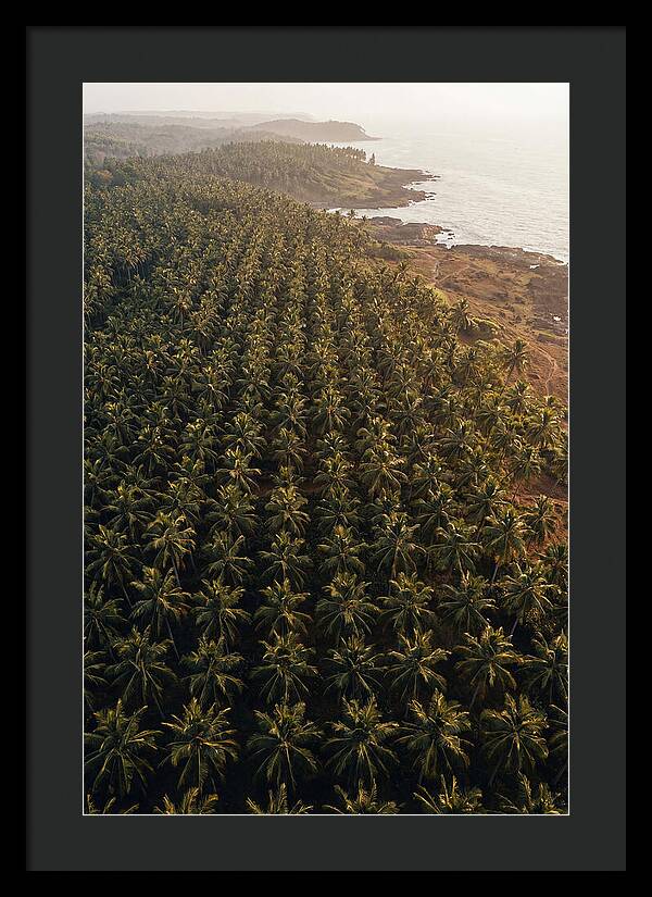 Drone View Of Lush Coconut Grove