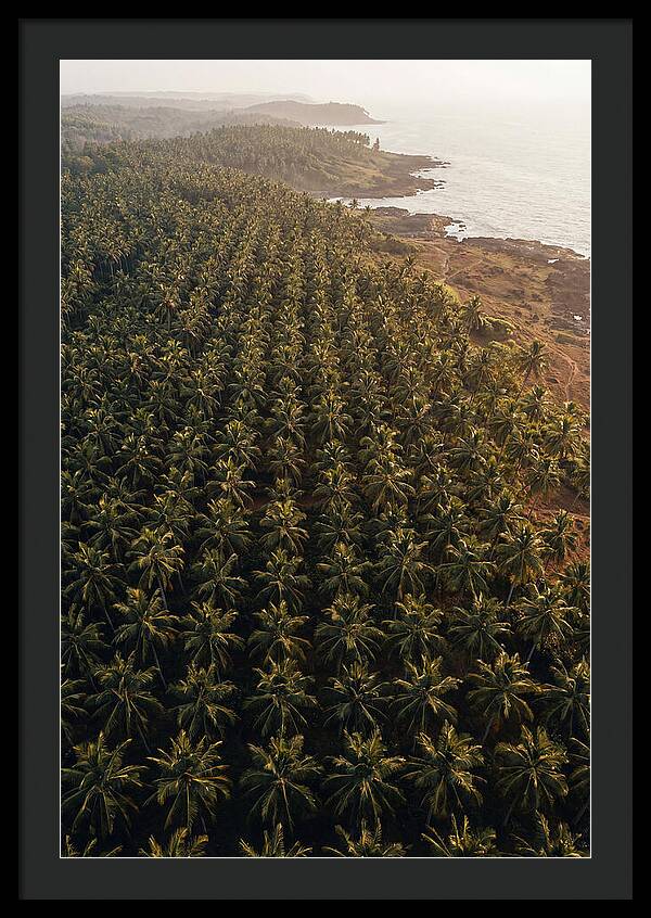 Drone View Of Lush Coconut Grove